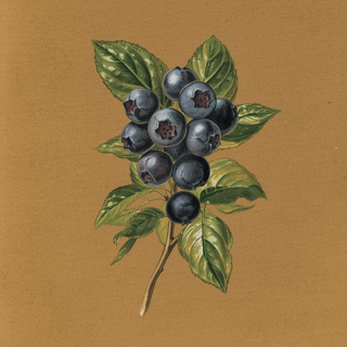Blueberry