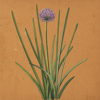 Chives