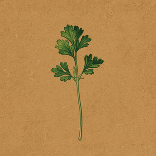Cilantro