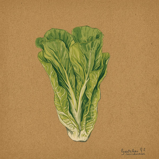 Lettuce