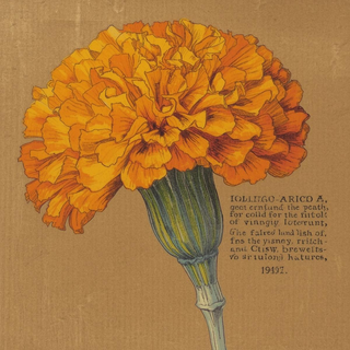 Marigold