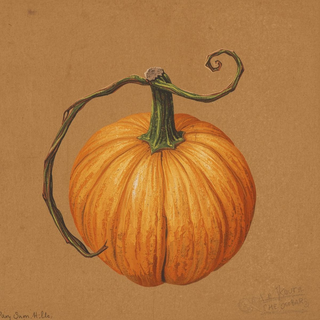 Pumpkin