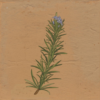 Rosemary