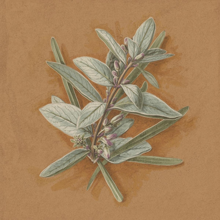 Sage