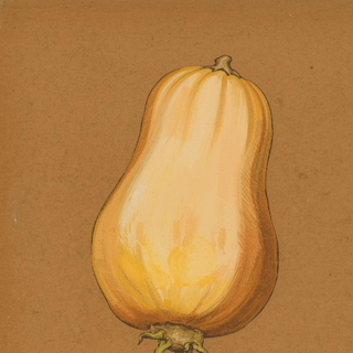 Squash
